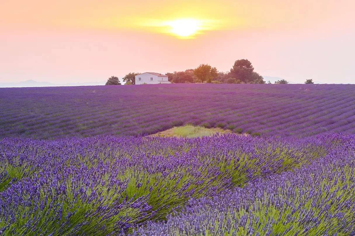 Lavendelfeld Provence