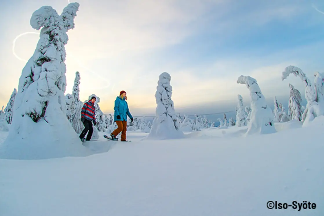 Schneeschuhwanderung bei Iso-Syöte in Finnisch Lappland