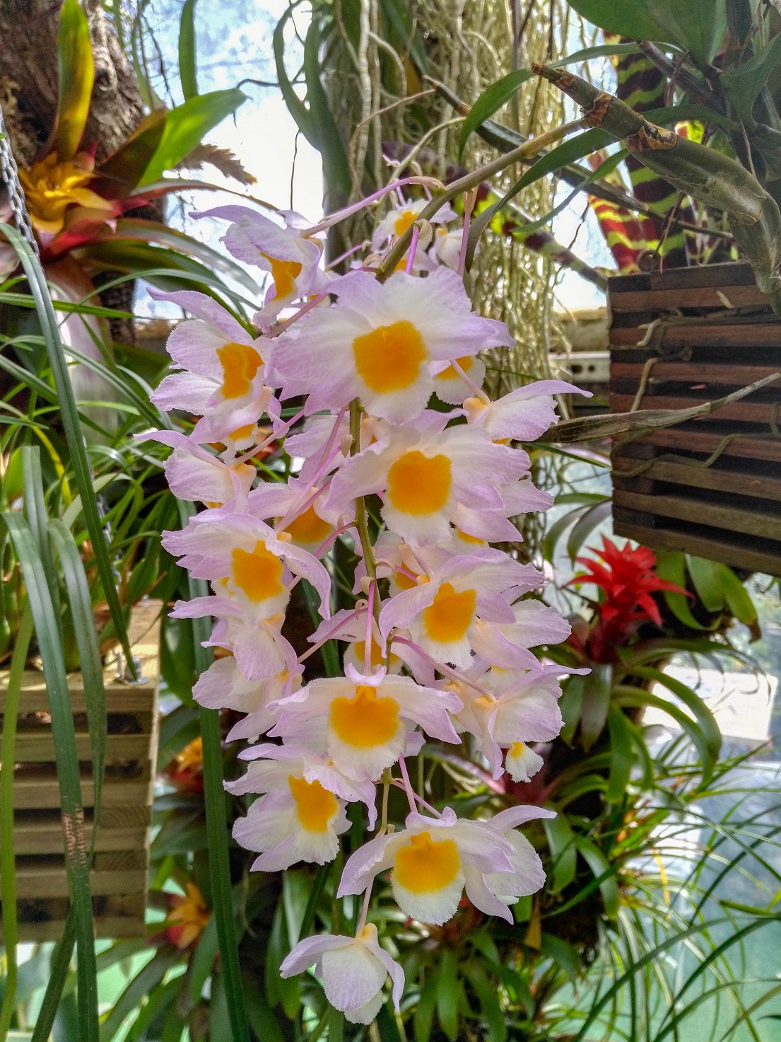 Der Botanische Garten auf Ischia Ein Tag im Paradies vianovaReiseblog