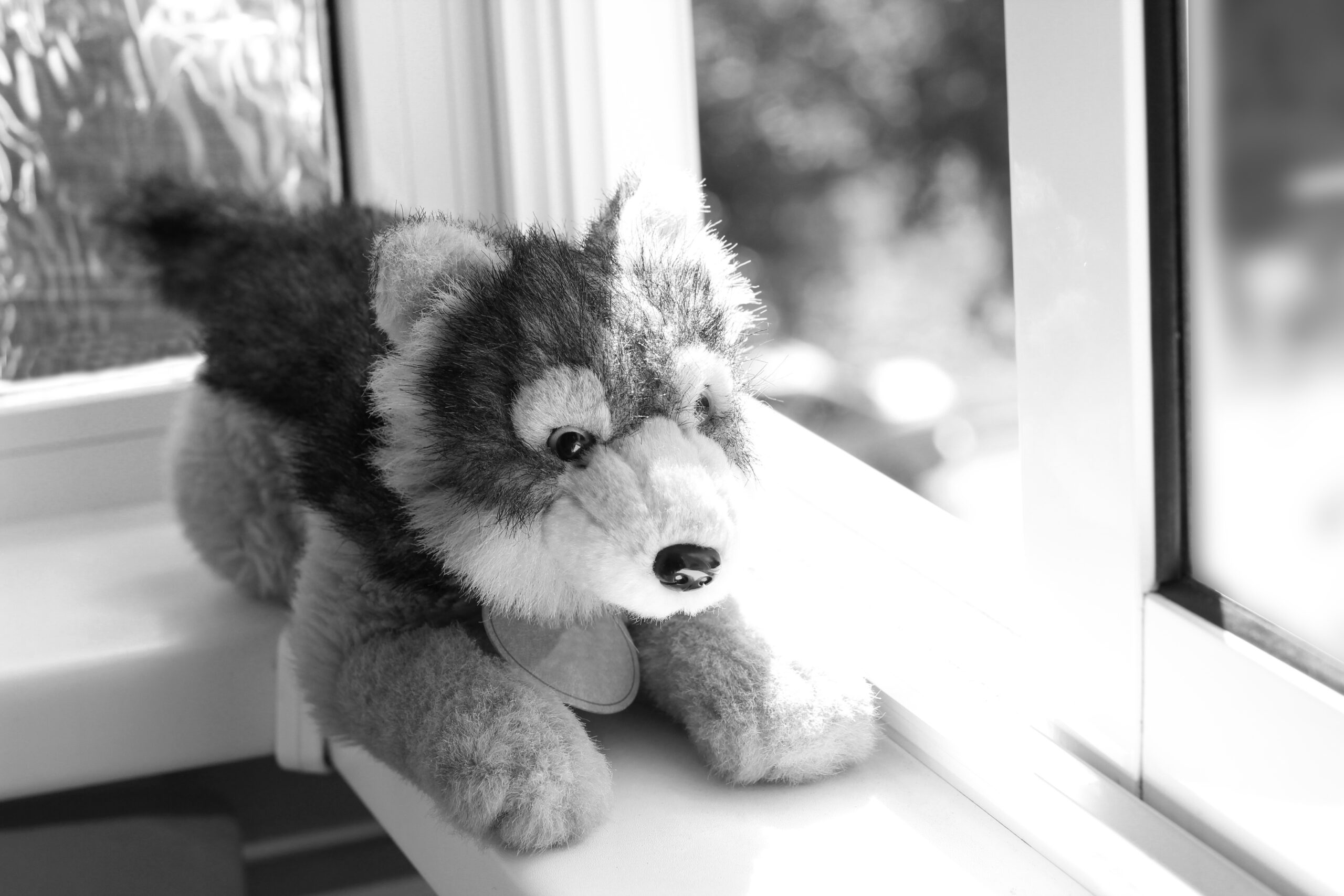 Soft toy wolf on the window