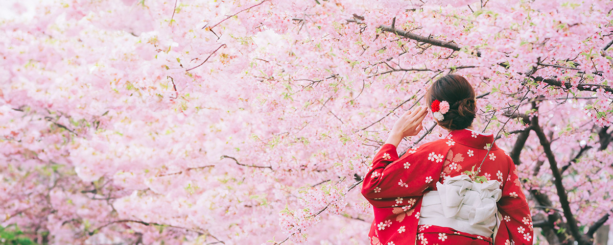 Kirschblüte und Hanami in Japan