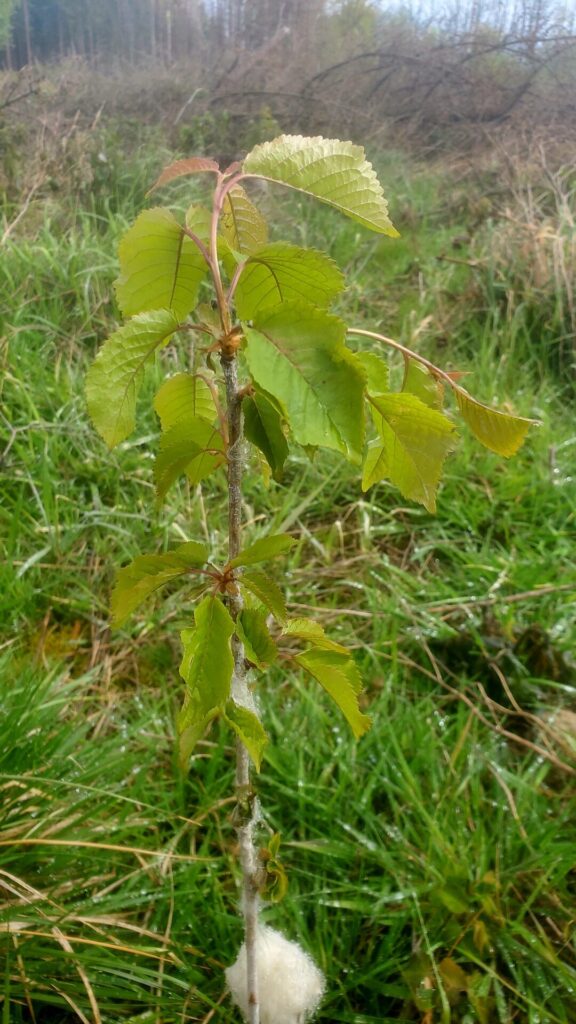 junger Baum, frisch gepflanzt