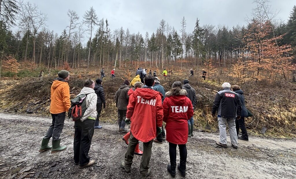 Baumpflanzevent, Personen schauen auf gerodete Waldfläche