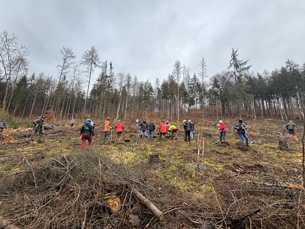 Menschen pflanzen Bäume auf kahler Waldfläche