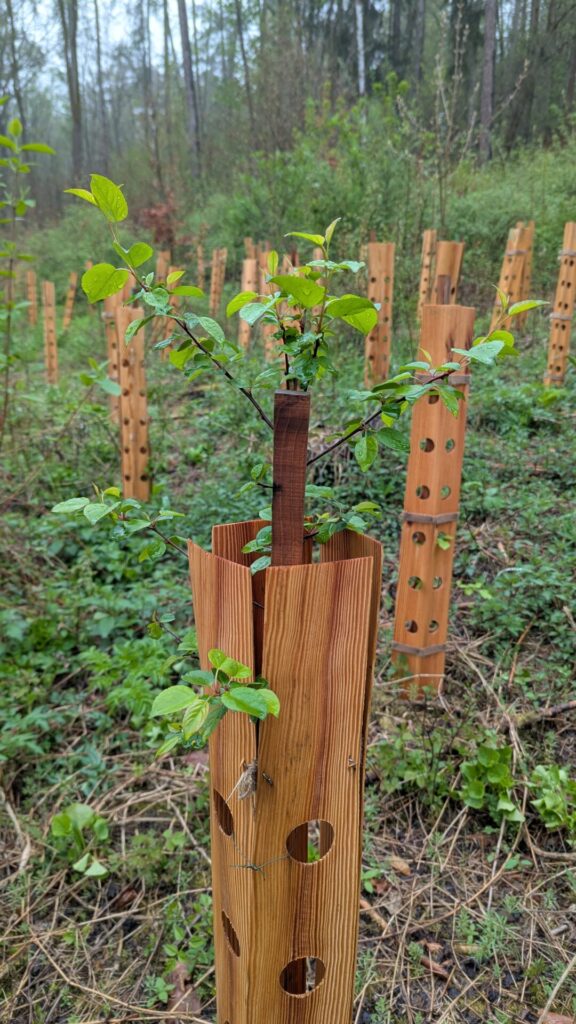 Baumsetzling, junger Baum, umrandet mit Fressschutz