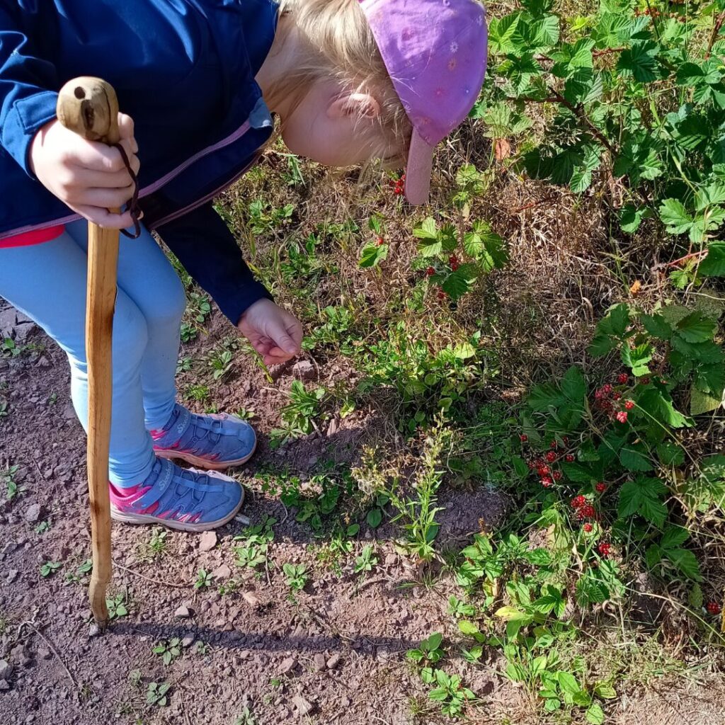 Kulinarik Beeren am Wegesrand