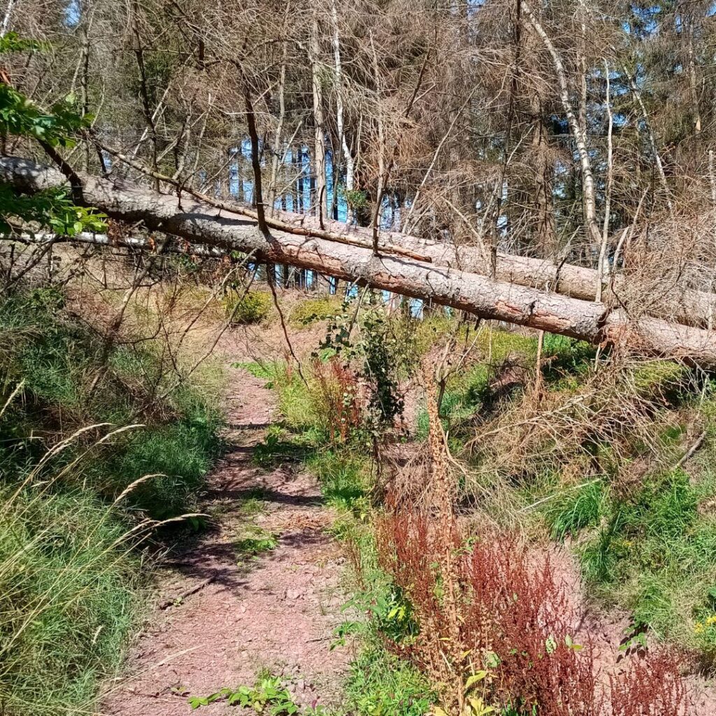 Unberührte Natur in den Beskiden