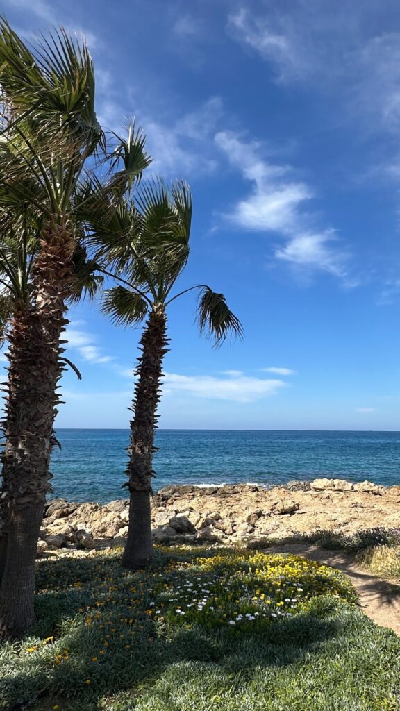 Palme am Meer auf Zypern