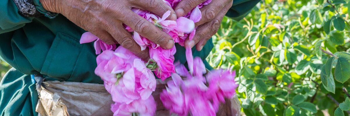 Rosenernte Frau Hände Bulgarien Sommer