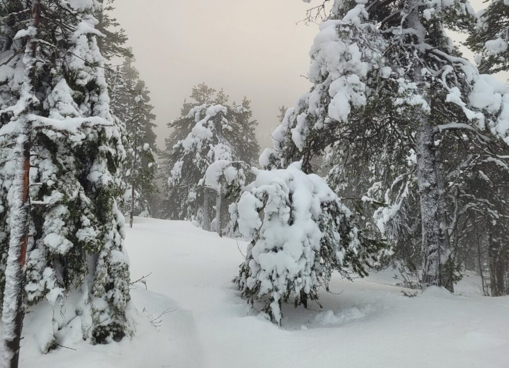 verschneite Bäume etwas Sonnenlicht Schnee