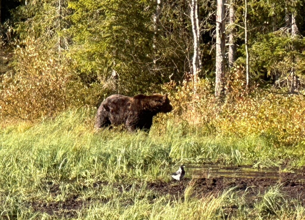 Bär in freier Wildbahn