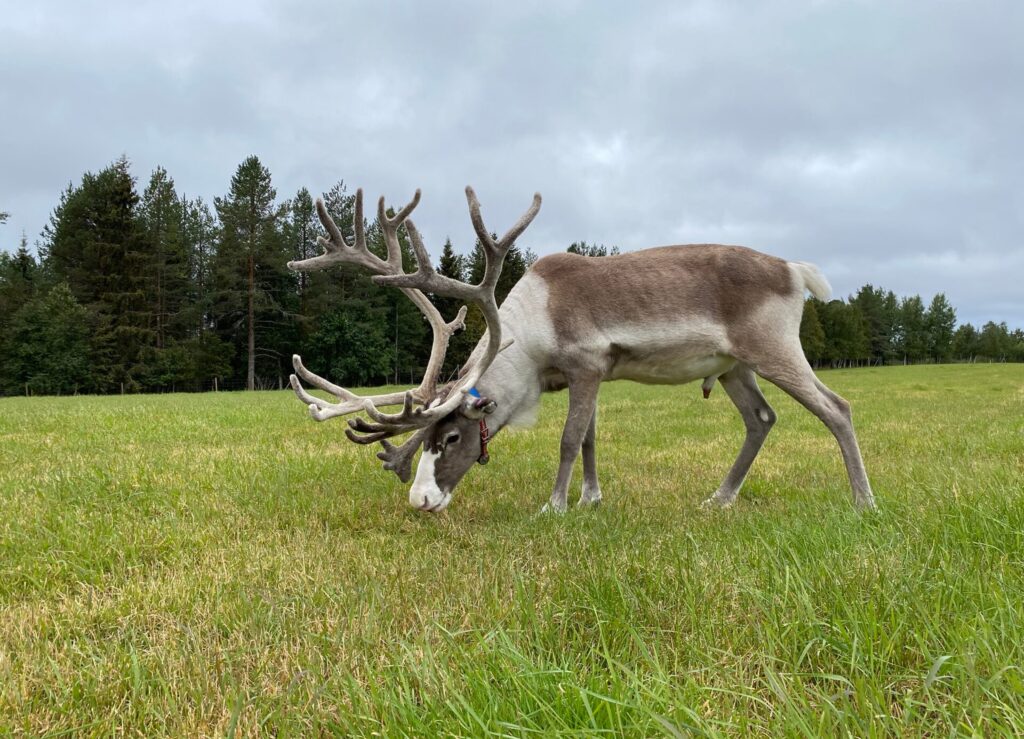 Rentier in freier Wildbahn