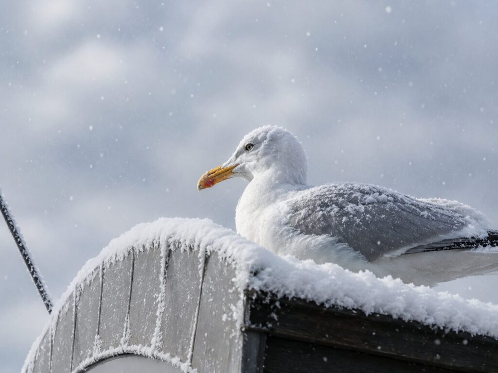 Möwe Usedom Winter schneebedecktes Dach